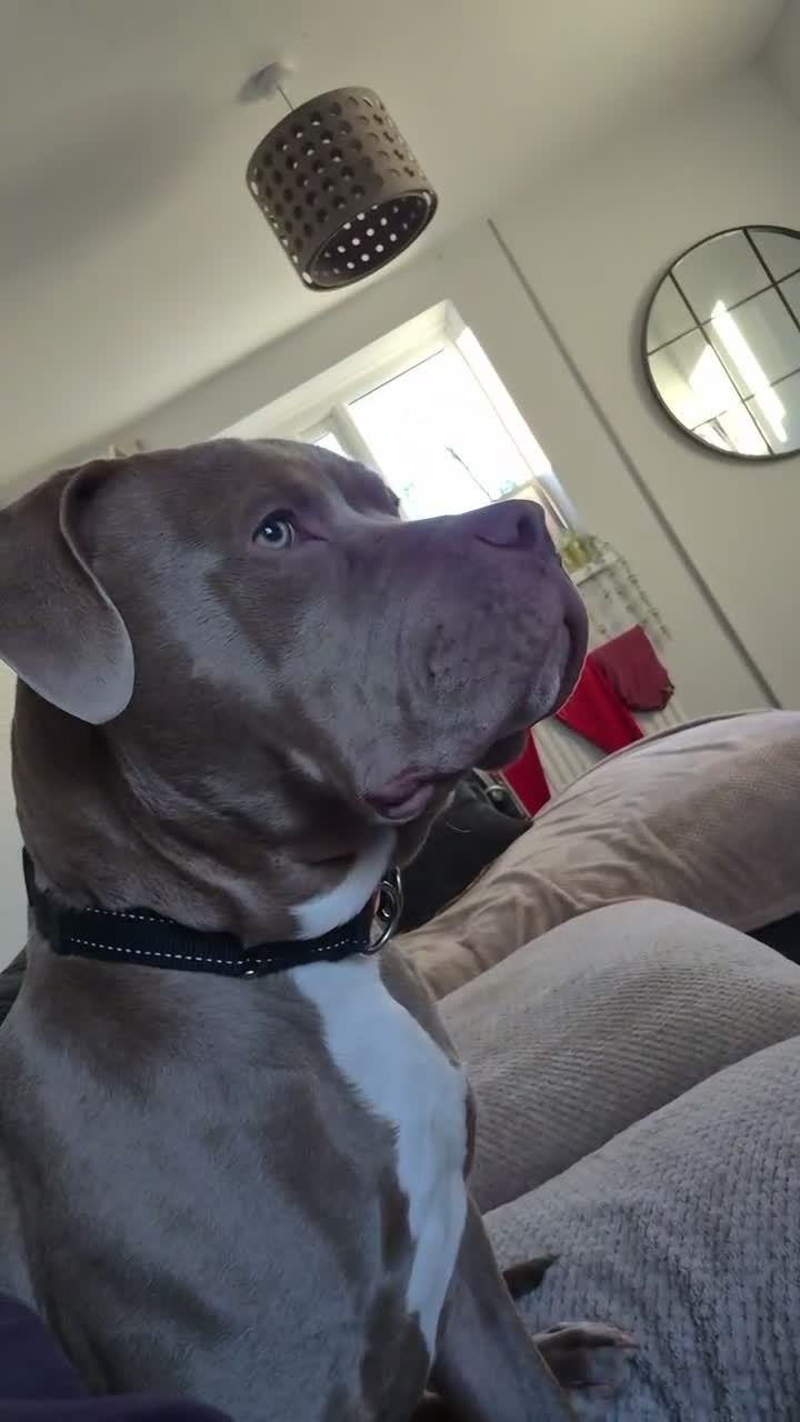 Mixed Breed dogs for sale: Russo-Bear in Warrington - Video 1
