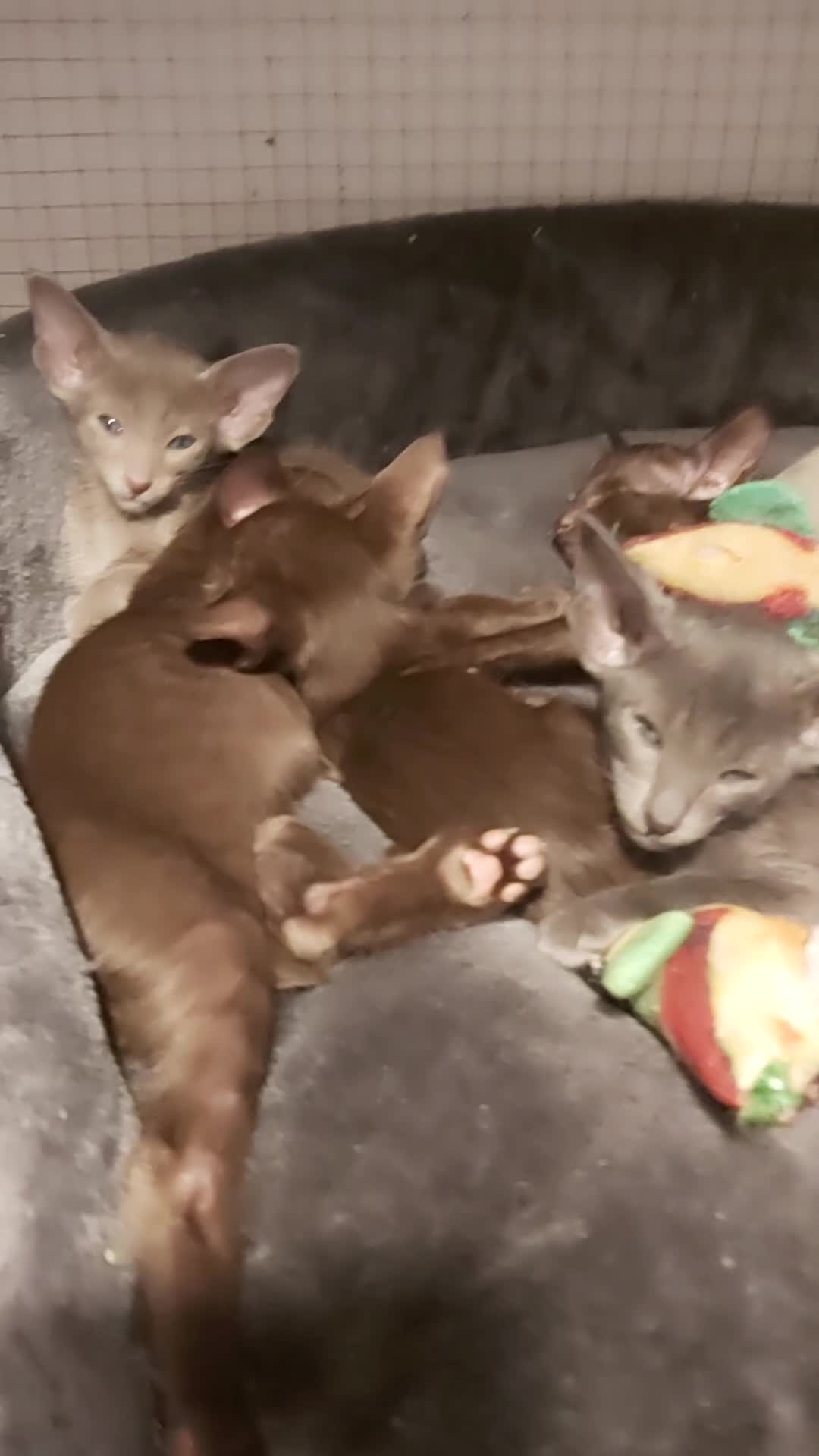 Oriental cats for sale: Full Pedigree Oriental 6 Kittens XL size ears GCCF - Video 1