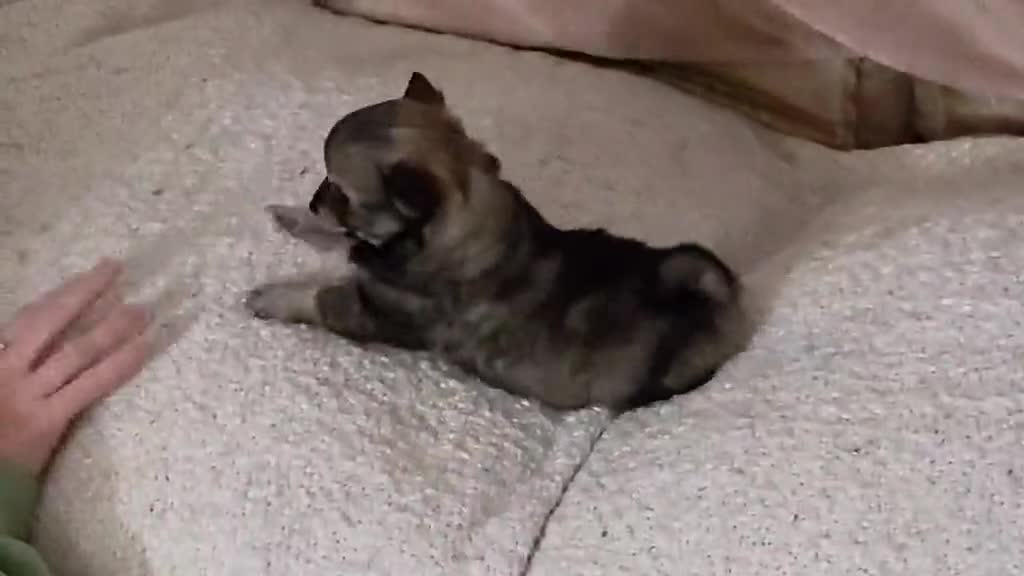 German Spitz dogs for adoption: Beautiful precious Babies  in Stroud - Video 1