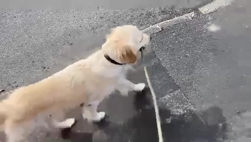 Golden Retriever dogs for sale: Beautiful golden girl for sale - Video 1