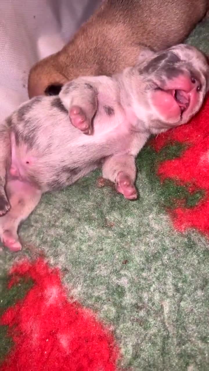 French Bulldog dogs for sale: 4 frenchie pups  - Video 3