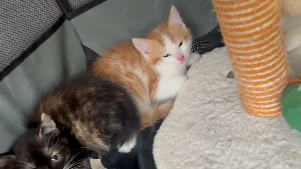 Mixed Breed cats for sale: Kittens available  - Video 1