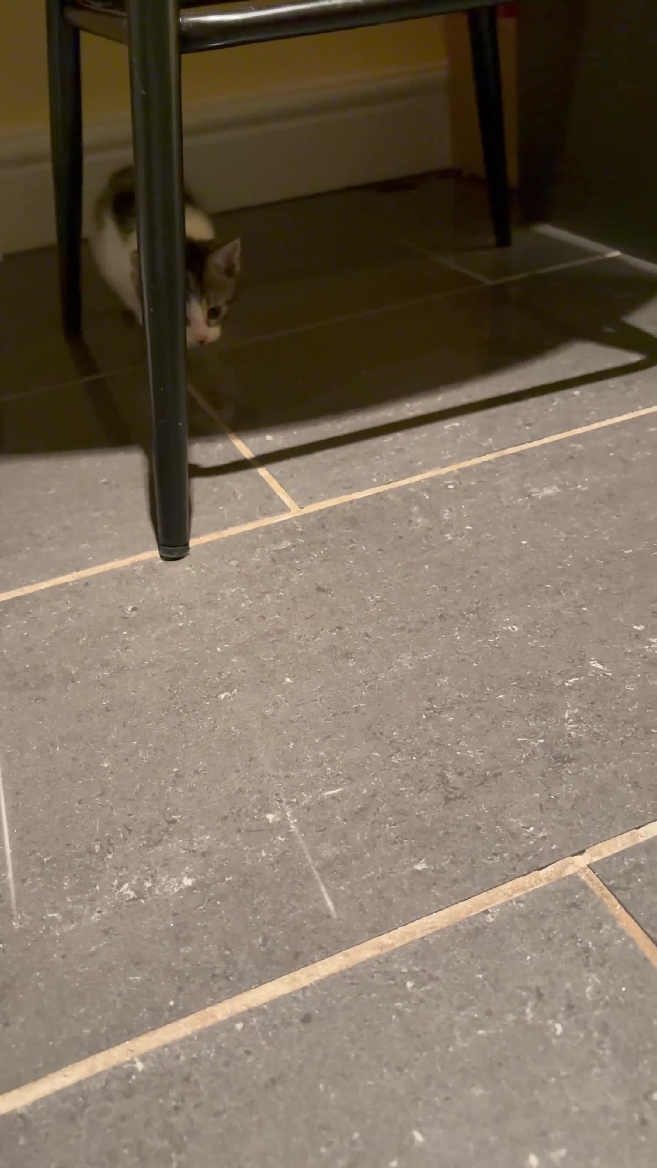 Mixed Breed cats for sale: Playful and loving boy in Solihull - Video 1