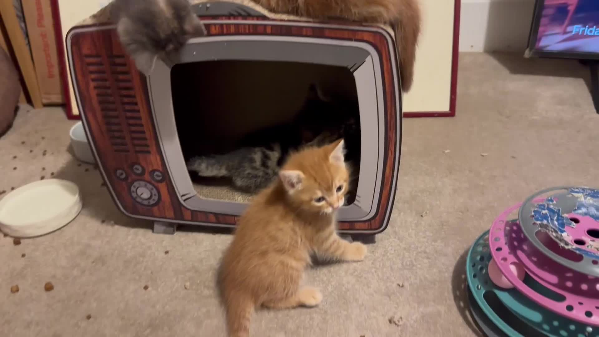 Mixed Breed cats for sale: Amiable mixed breed kittens - Video 4