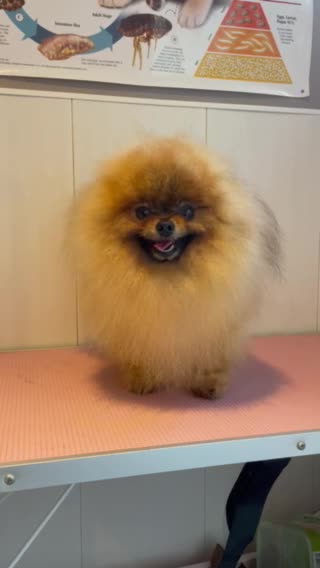 Pomeranian dogs for stud: KC Orange russian import stud Rio 🇷🇺🍊🧡🔥🐻🐾 in Guildford - Video 1