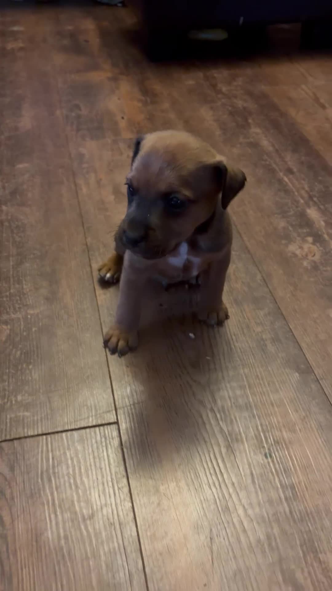 Mixed Breed dogs for sale: 6 Lakeland x Russell puppies  - Video 1