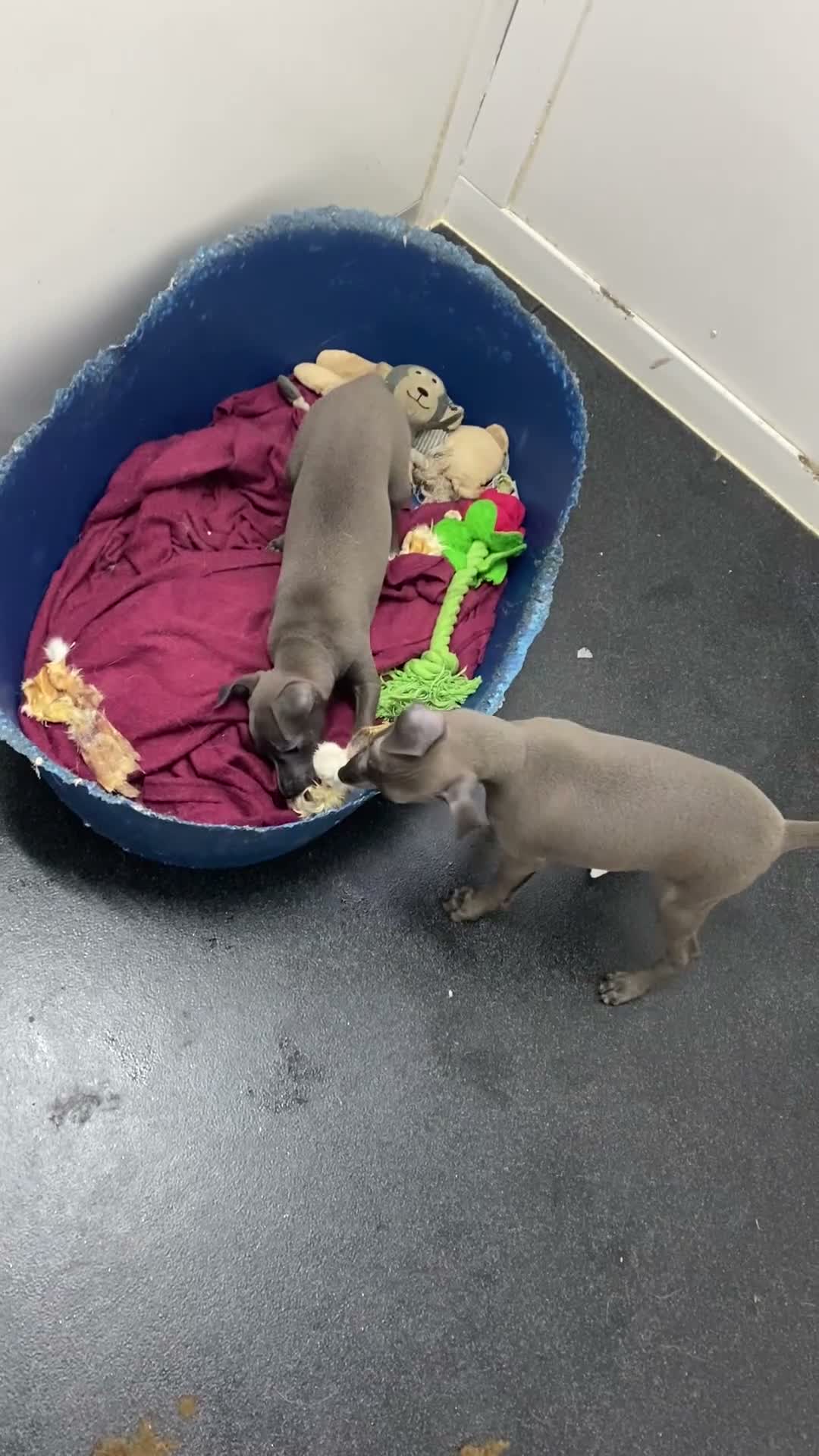 Italian Greyhound dogs for sale: Handsome Italian greyhound - Video 1