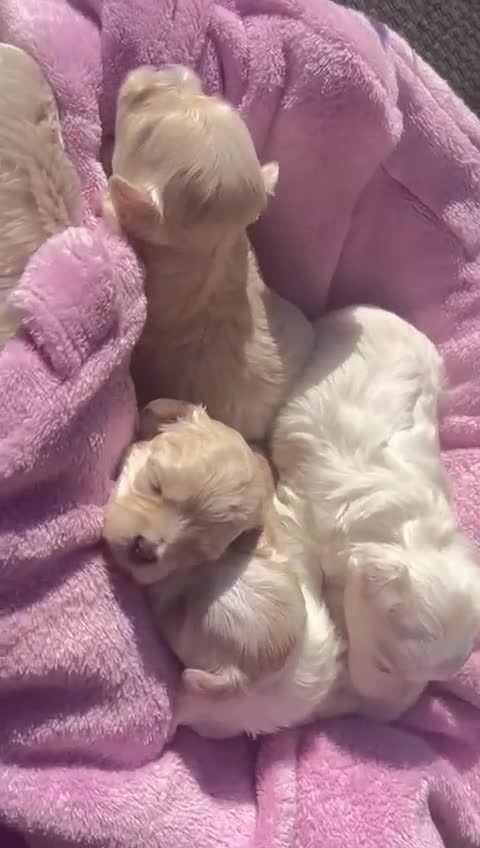 Maltipoo dogs for sale: Asian Teddy Toy Maltipoos  - Video 1