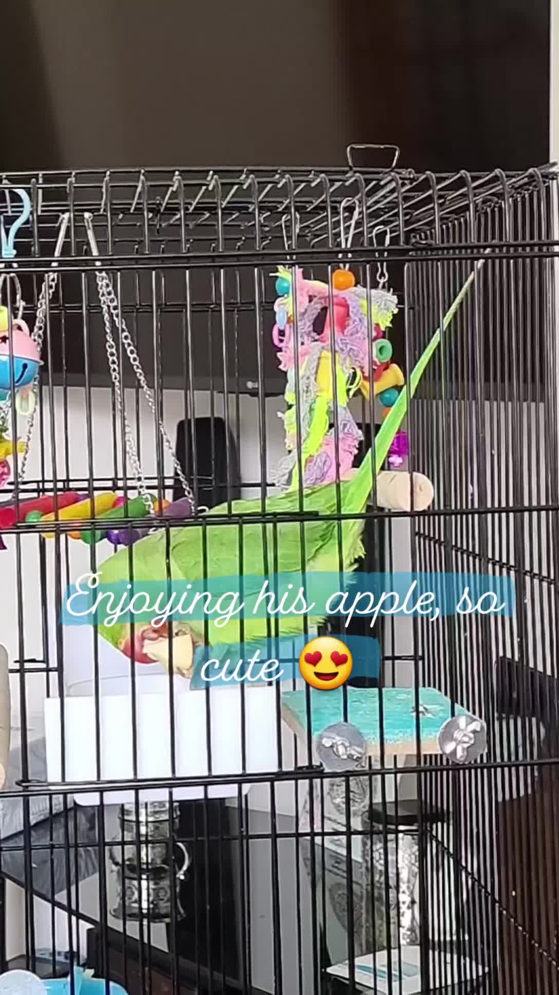 Parrots birds for sale: Indian Ringneck talking parrot + Cage + Toys - Video 2