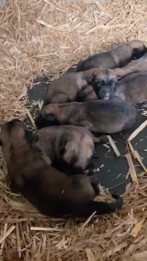 Belgian Shepherd Dog dogs for sale: Belgian Malinois Puppies - Video 1