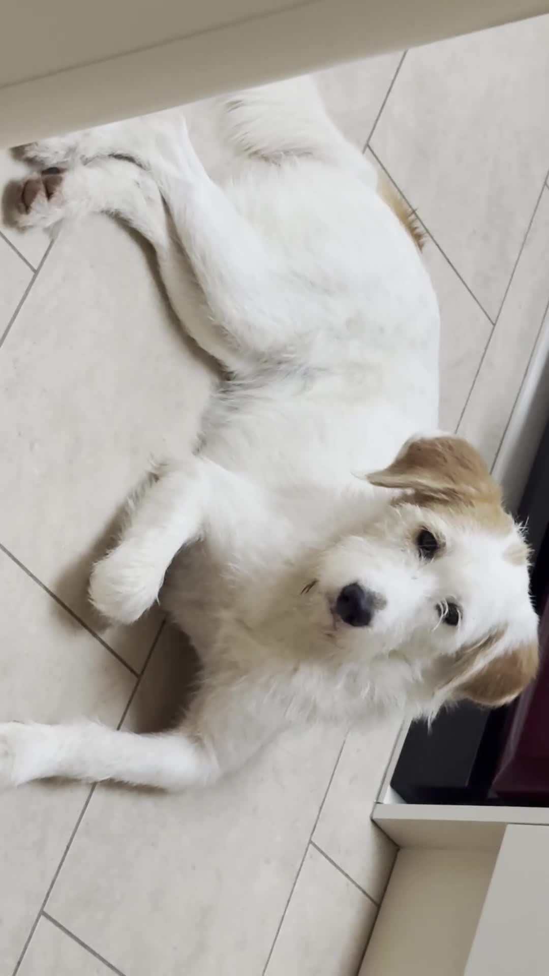 Mixed Breed dogs for sale: Sweet Dorothy looking for her family - Video 4