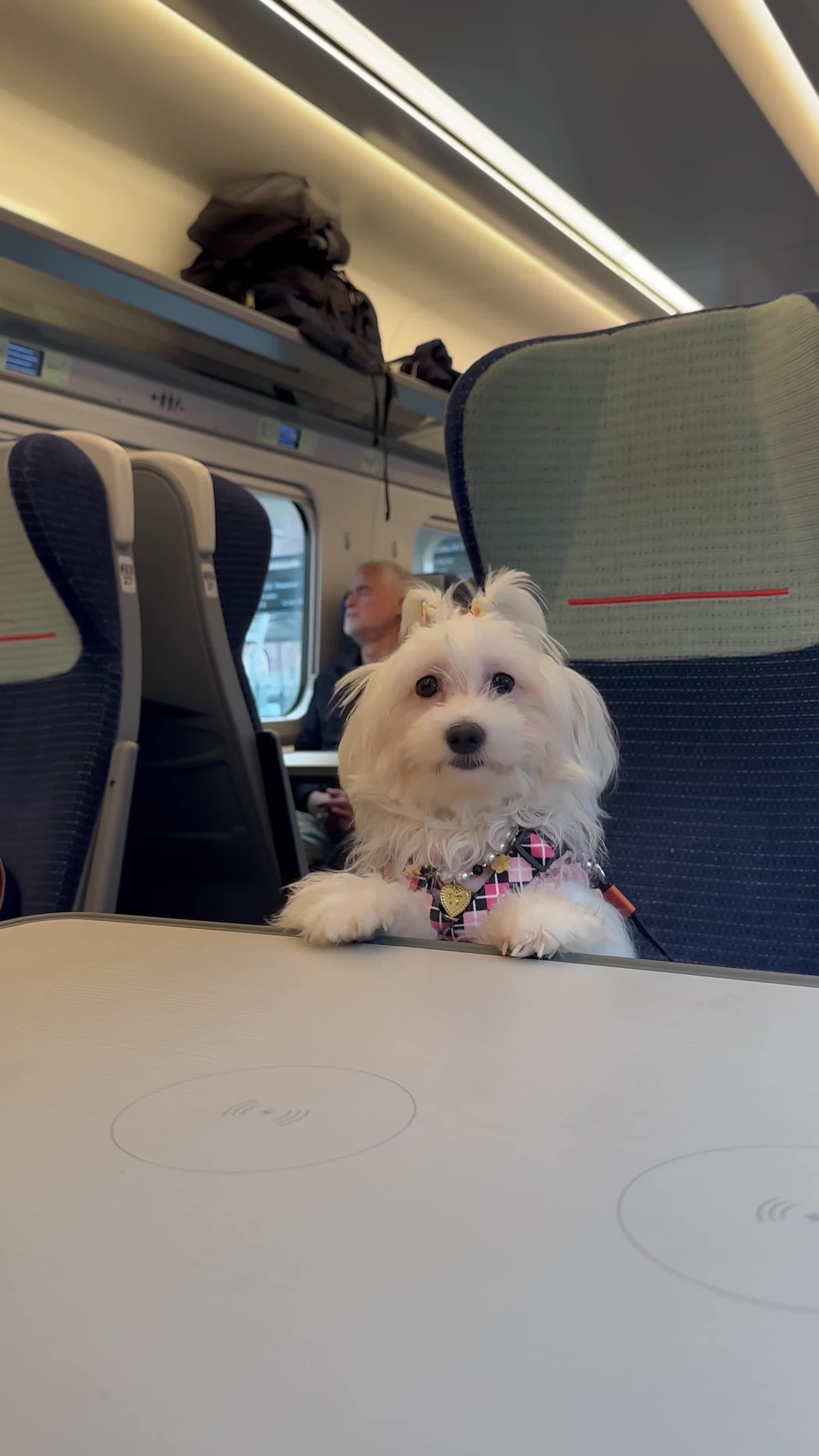 Maltese dogs for sale: URGENT ! maltese girl looking for new home  - Video 1