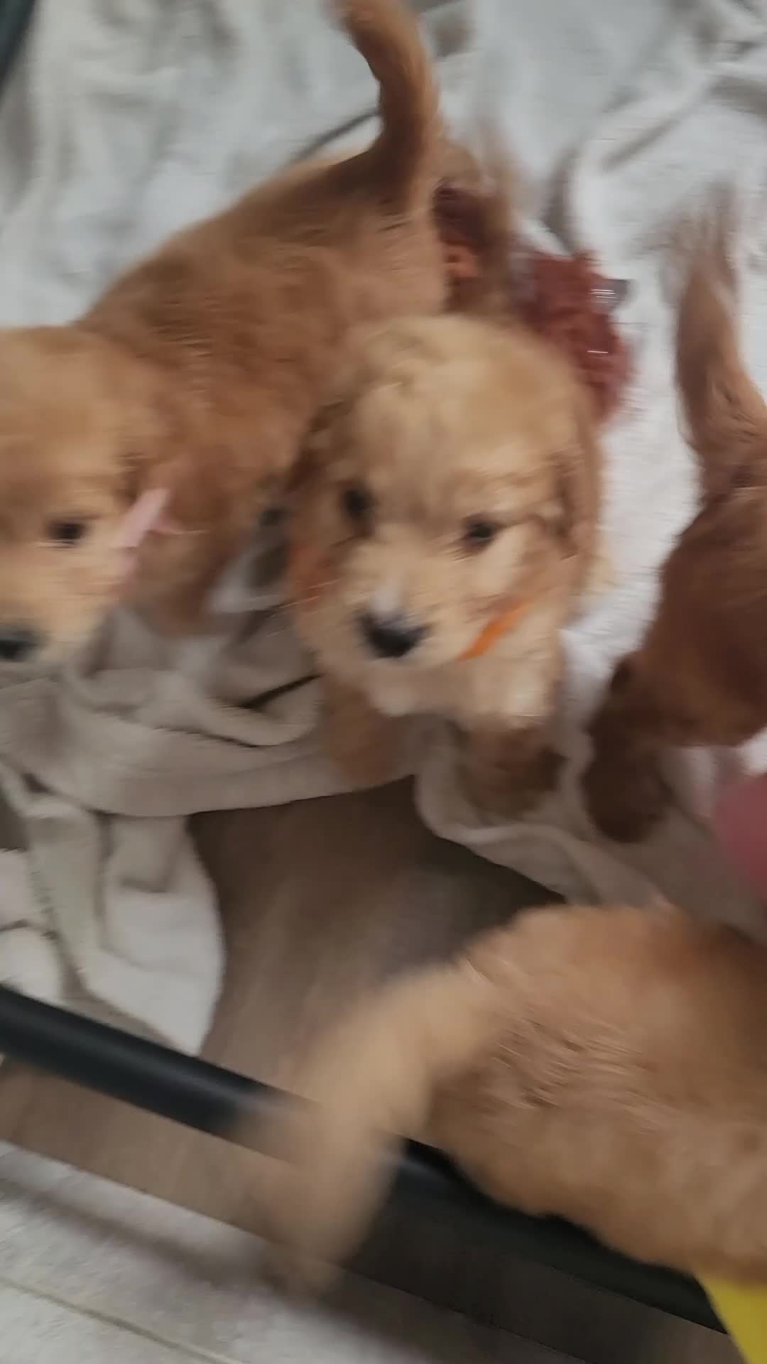 Cockapoo dogs for sale: Adorable Cockerpoo Puppies - Video 1