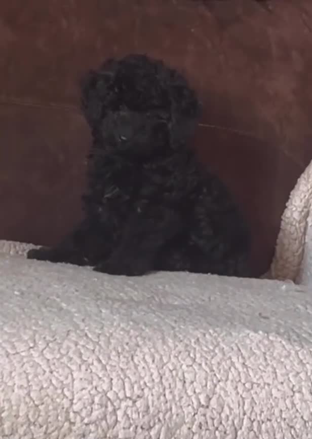 Toy Poodle dogs for sale: Female toy poodle - Video 1