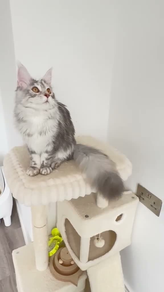 Maine Coon cats for sale: 🐾💕STUNNING XL PUREBRED MAINE COON GIRL 💕🐾 - Video 1