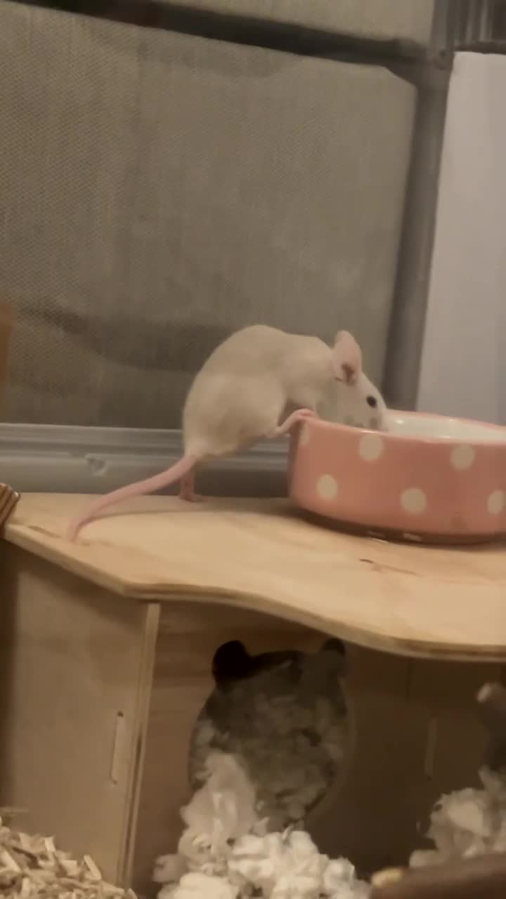 Mouse rodents for sale: 2 Female Pet Mice + Full Set Up And Accessories  - Video 3