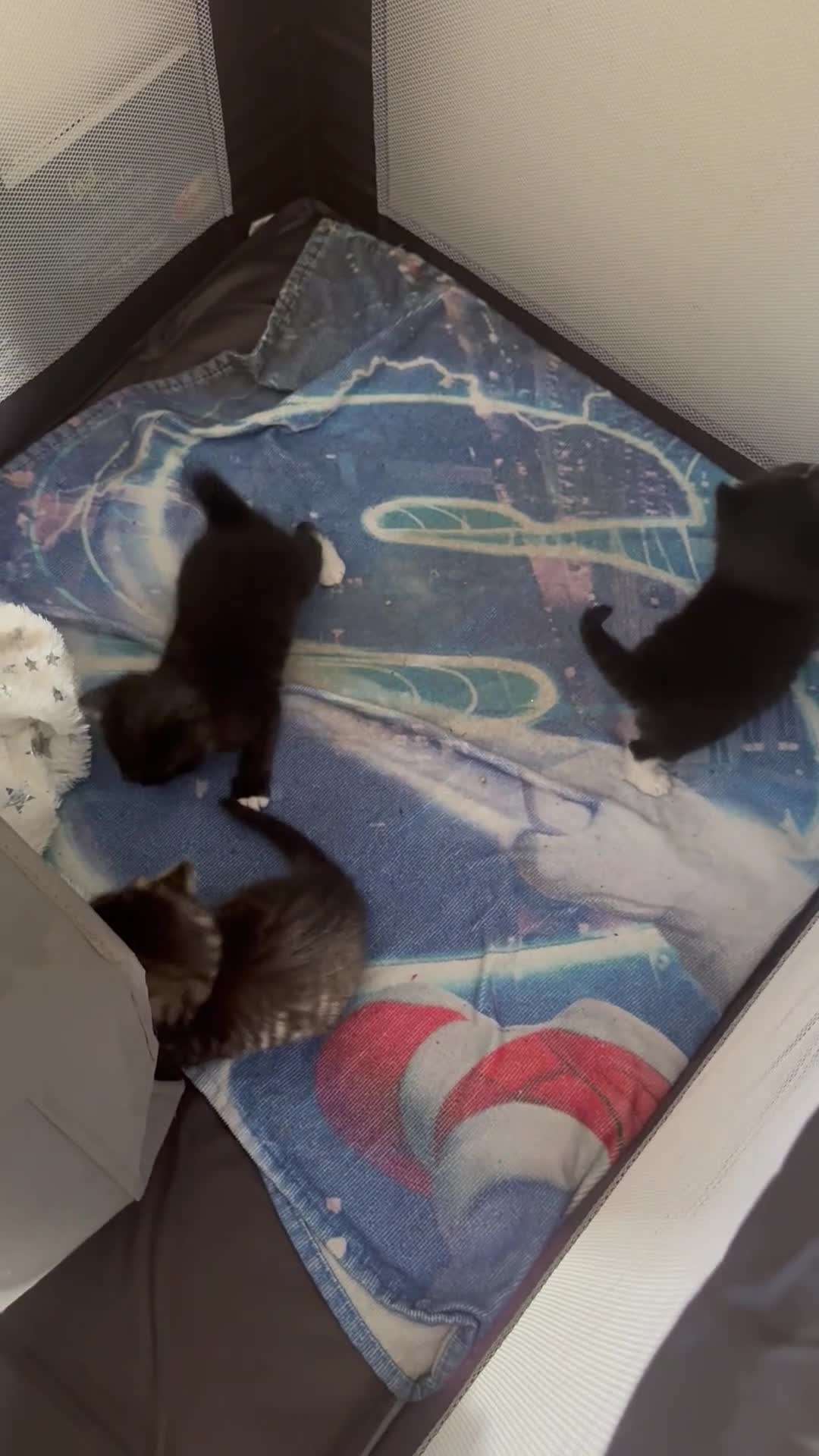 Mixed Breed cats for sale: 3 beautiful boys available  in Romsey - Video 1