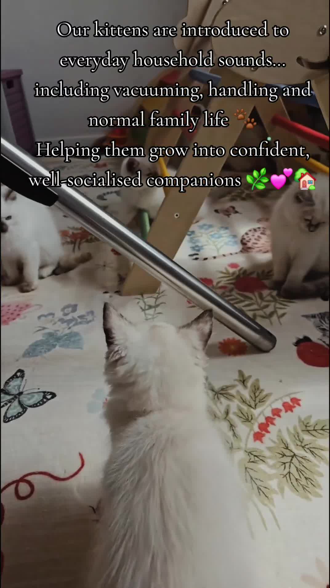 Ragdoll cats for sale: GCCF Show-Line Ragdolls - Fully Vacc & Ready Now - Video 3