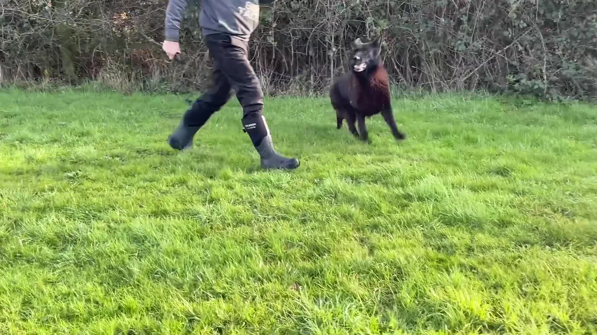 German Shepherd dogs for sale: 2 retired bitches looking for a loving home  - Video 2