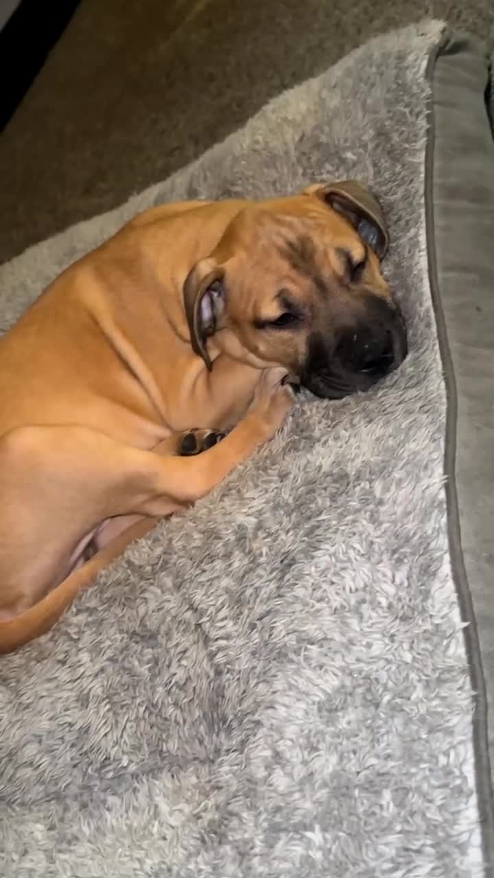 Mixed Breed dogs for sale: Staffy x shar pei  in Newport - Video 1
