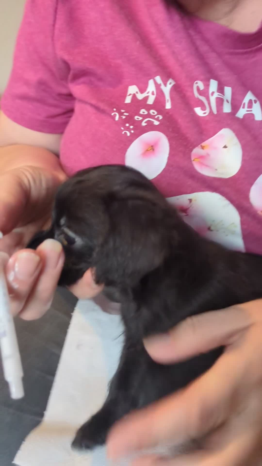 Chipoo dogs for sale: Non shed, health tested  chipoo girl - Video 1