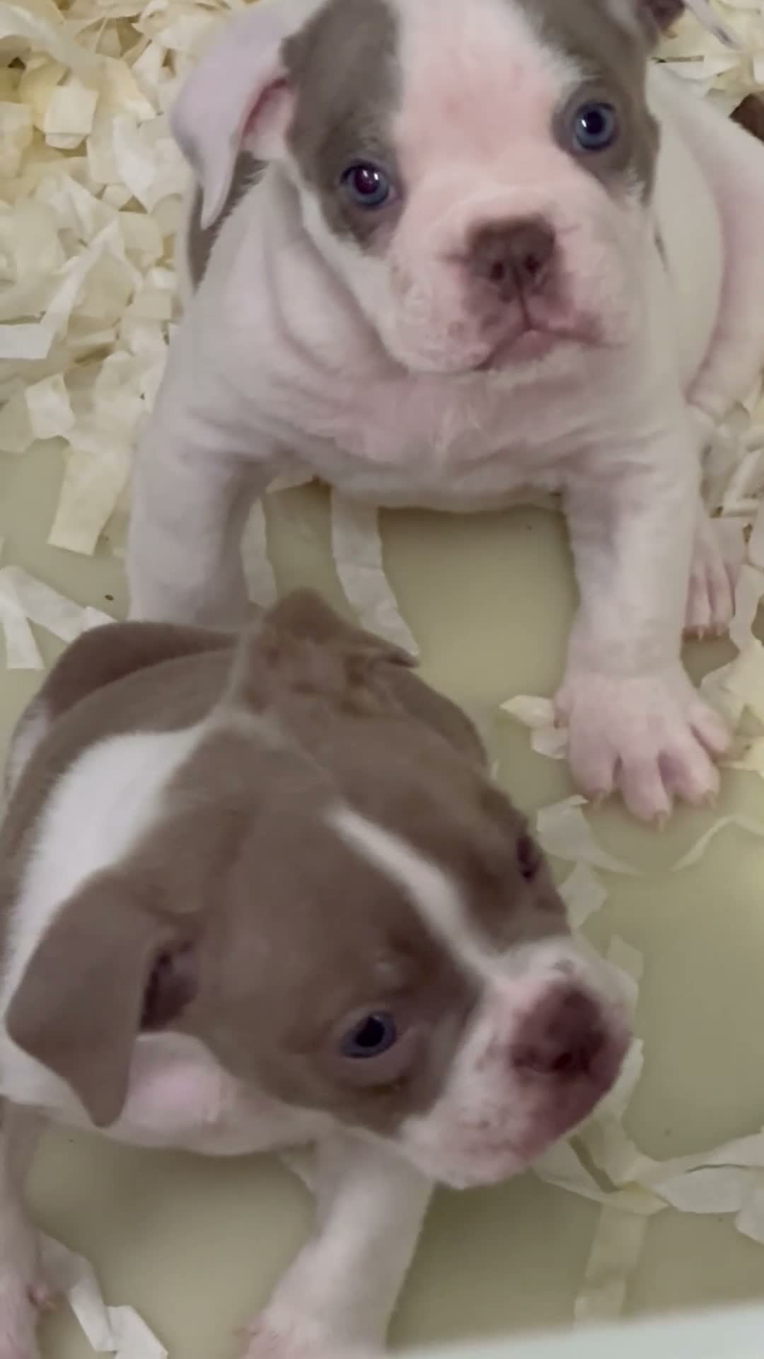 Old Tyme Bulldog dogs for sale: Trusted breeder of 24 years  - Video 3