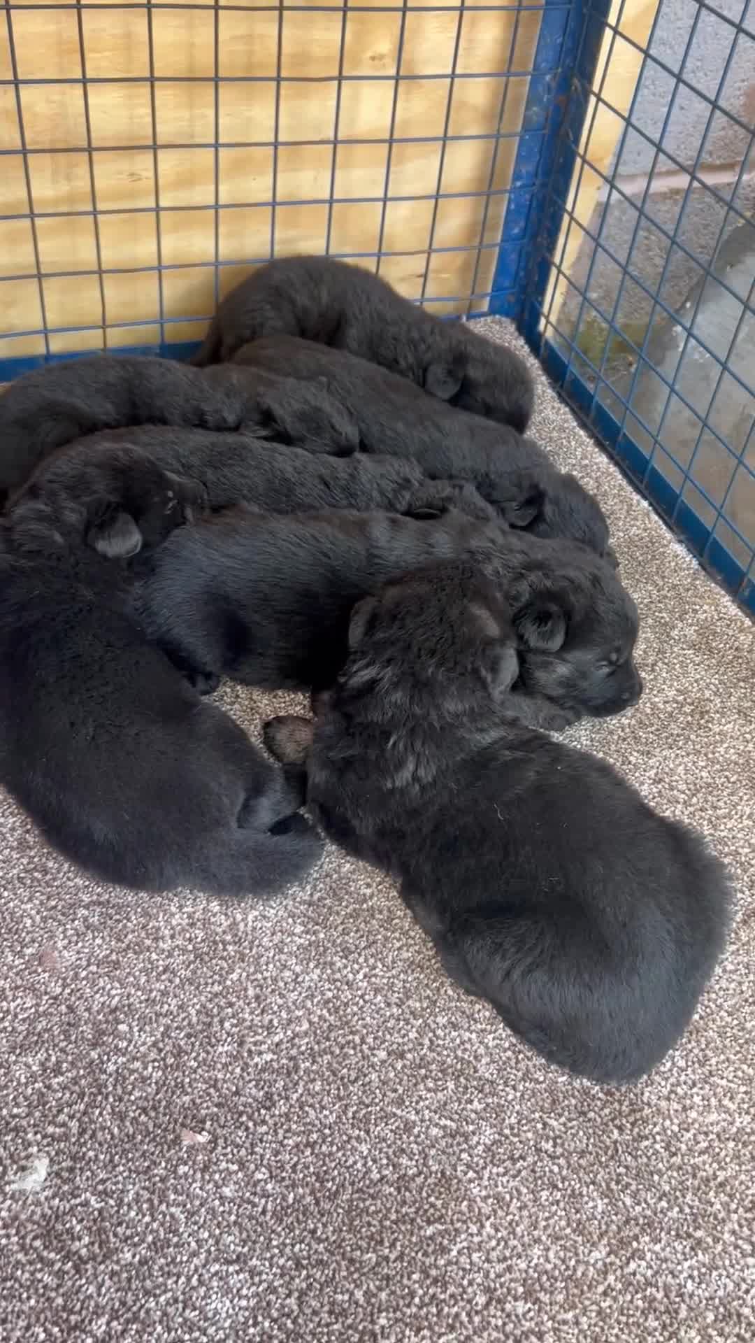 German Shepherd dogs for sale: Black German Shepherded Puppies for Sale - Video 2