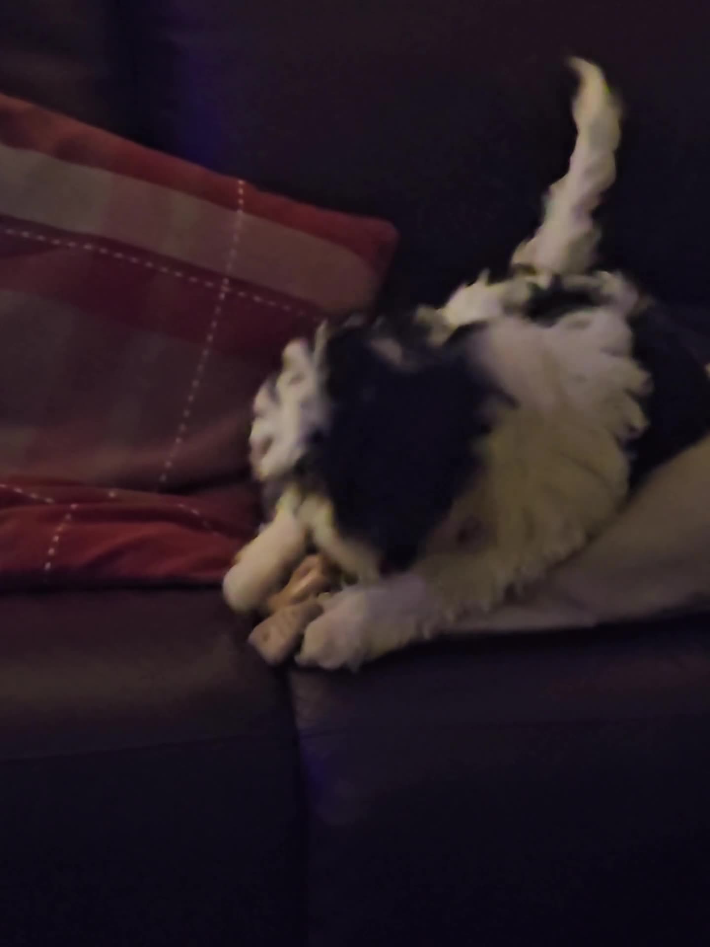 Cavapoo dogs for sale: 🐾Cavapoo: Litter Embark DNA Tested, Sire KC Reg🐾 - Video 3