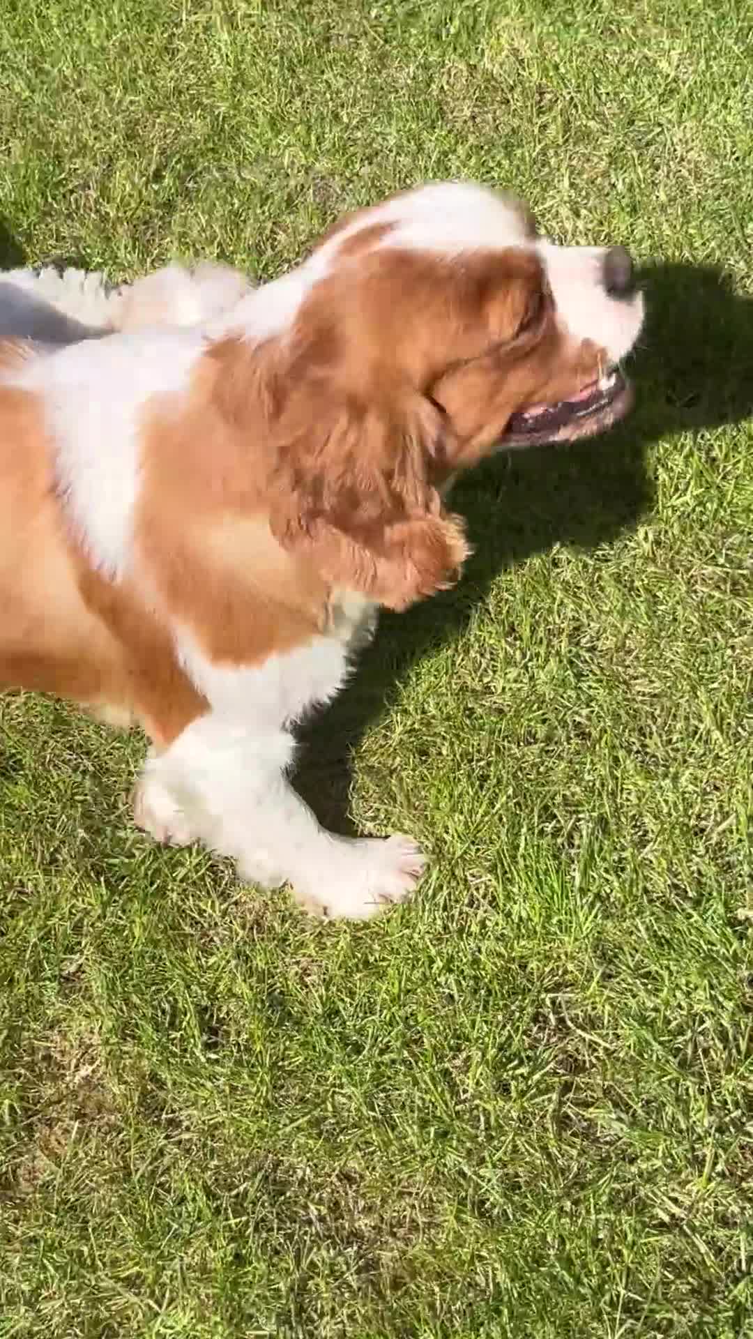 Cavachon dogs for sale: Health tested F1 cavachons  - Video 1