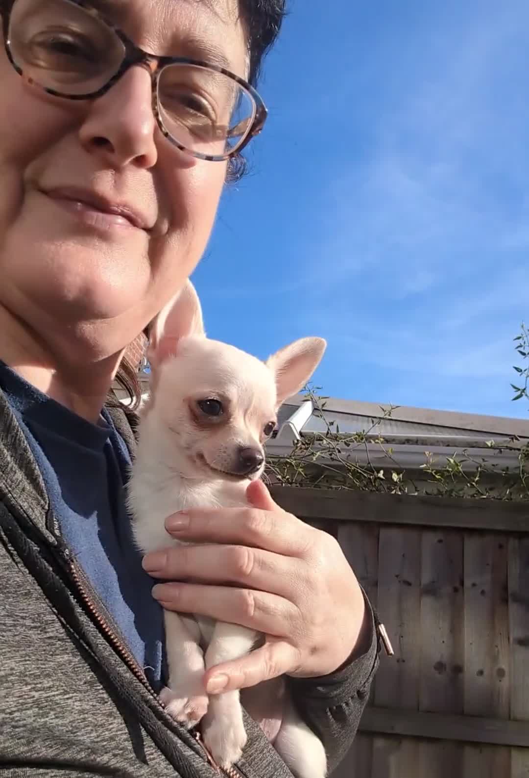 Chihuahua dogs for sale: ONE small toy pedigree Chihuahua - Video 4