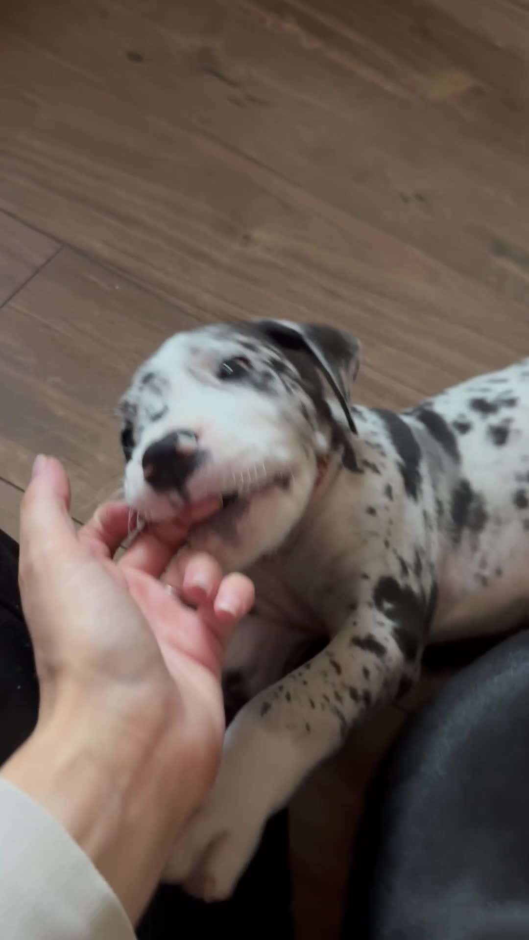 Great Dane dogs for sale: KC reg Great Dane pup - Video 1