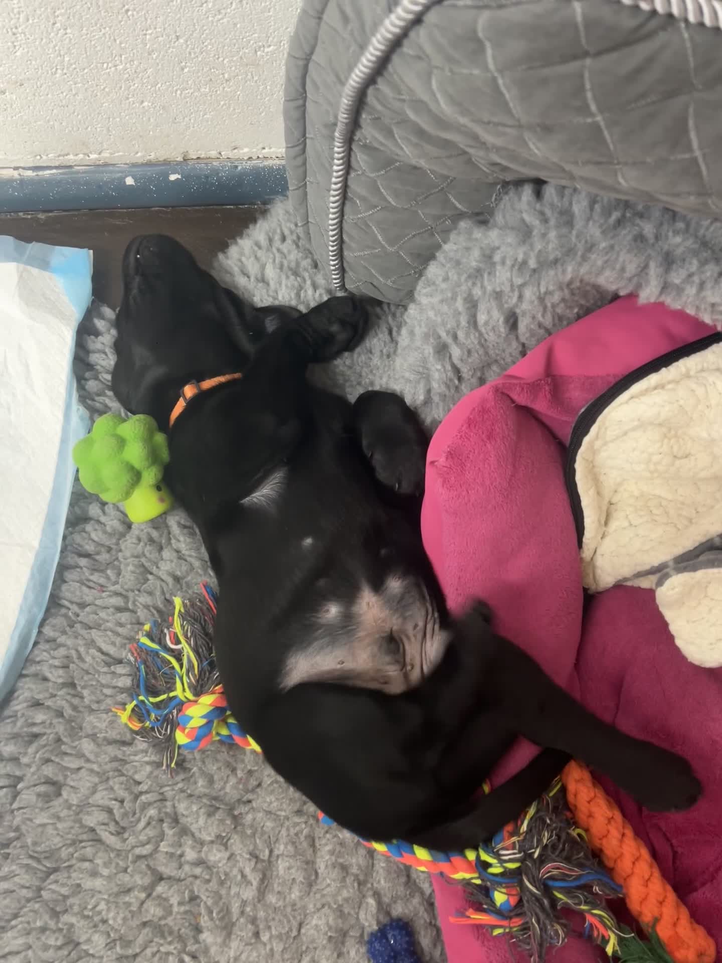 Labrador Retriever dogs for sale: Beautiful Male Black Labrador puppies - Video 1