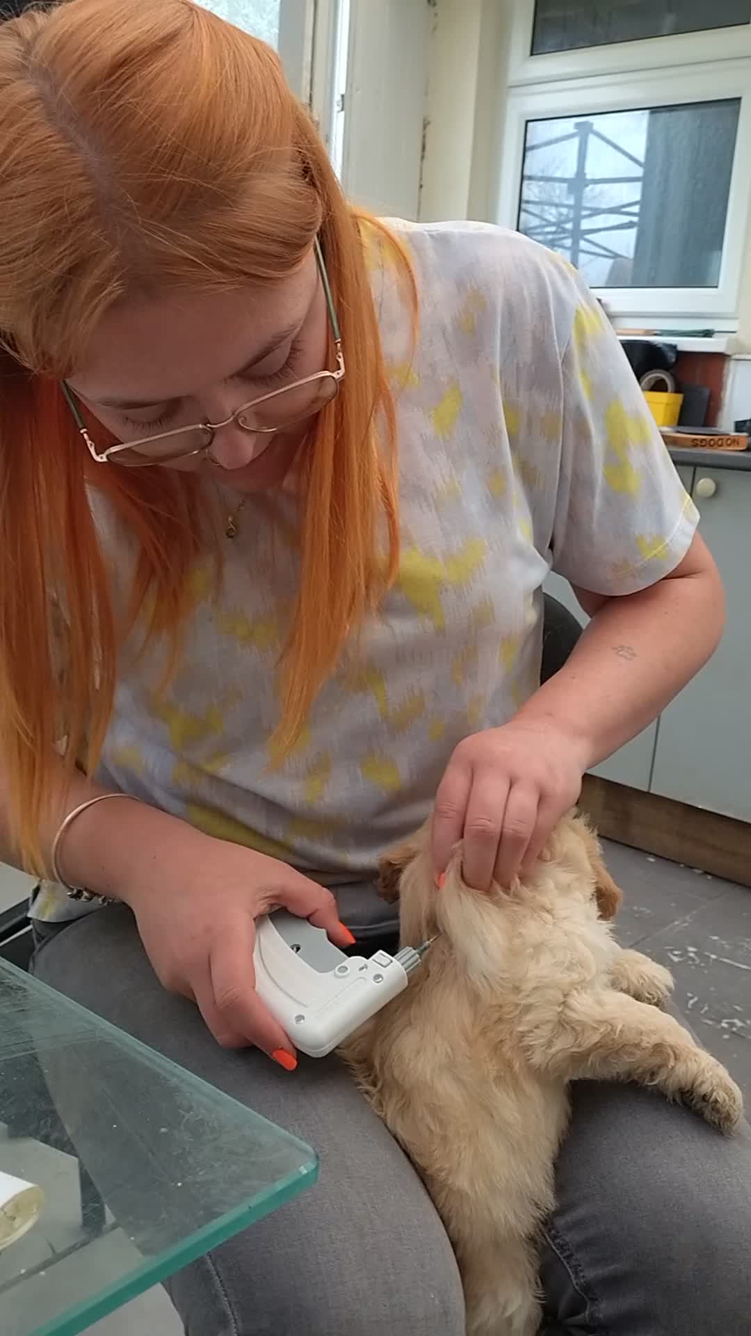 Cockapoo dogs for sale: Cockapoo puppies 100%  - Video 2