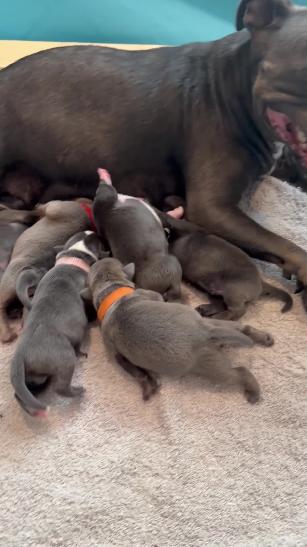 Staffordshire Bull Terrier dogs for sale: STUNNING STAFFORDSHIRE BULLTERRIOR PUPPIES 🐾 in Sutton - Video 1