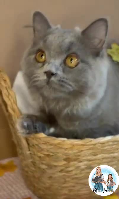 British Longhair cats for sale: British longhair girl reduced to help find home - Video 1