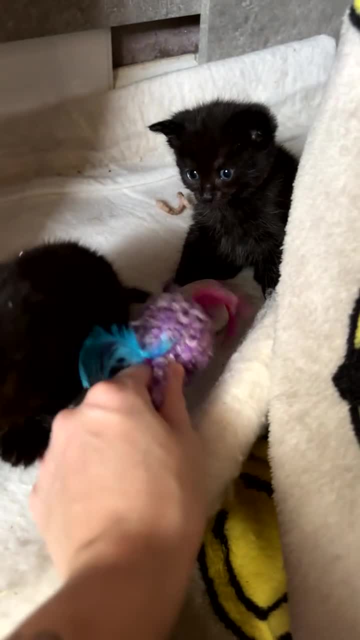 British Longhair cats for sale: British longhair cross ragdoll kittens for sale! - Video 5