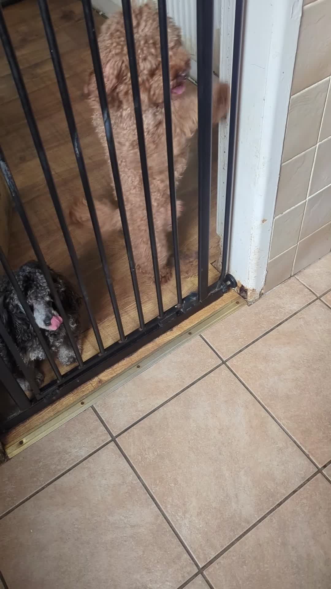 Labradoodle dogs for sale: F1B miniature labradoodle  - Video 2