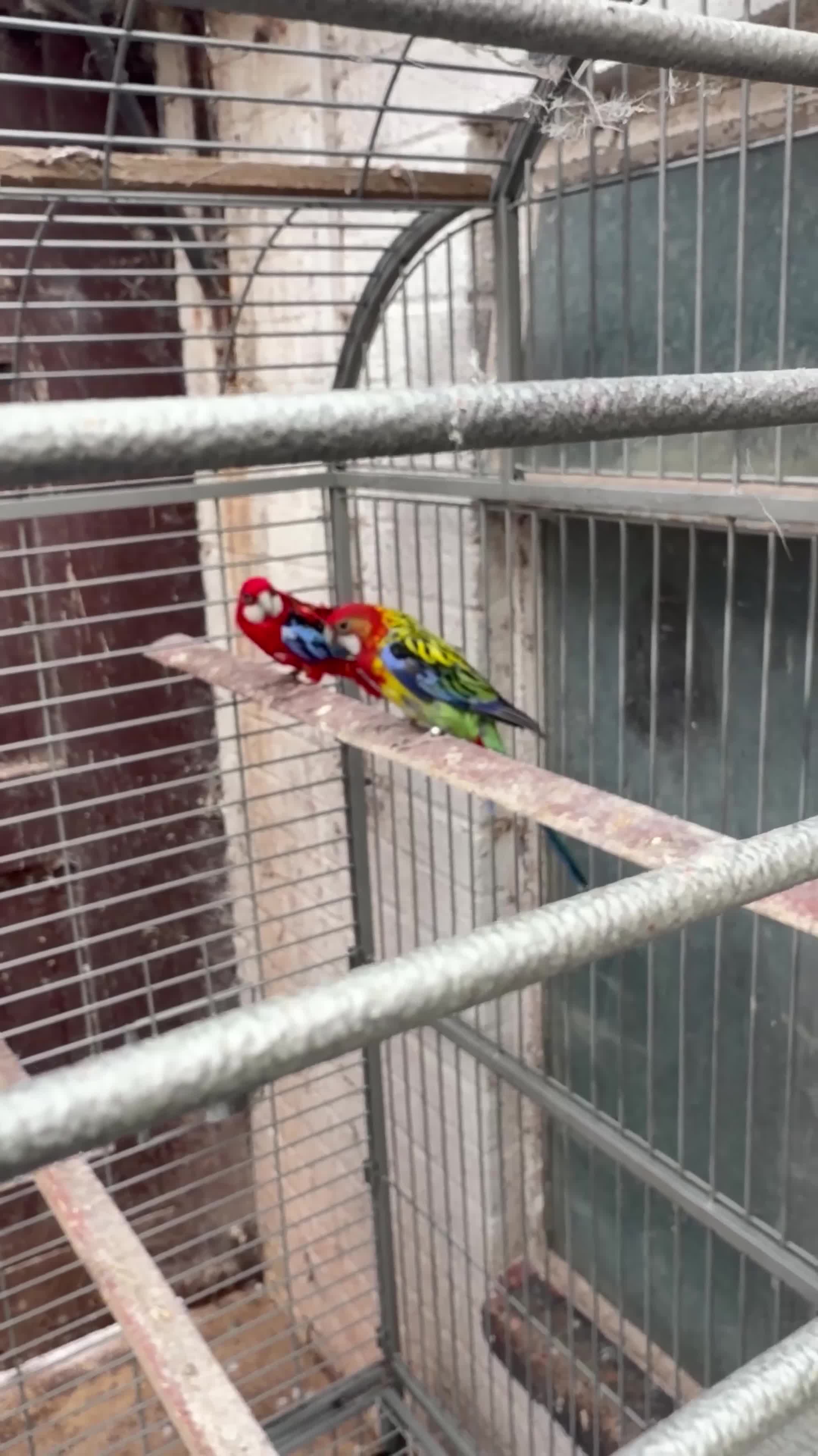 Parakeets birds for sale: Rossella  - Video 1