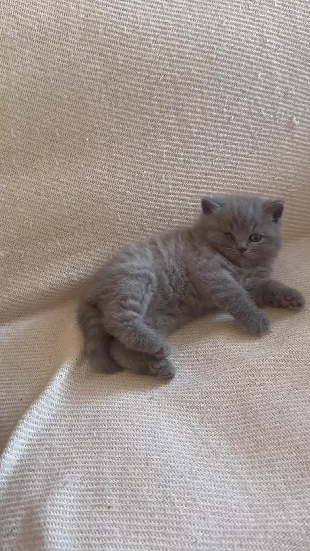 British Shorthair cats for sale: Pure Pedigree Blue BSH Kittens GCCF  - Video 1