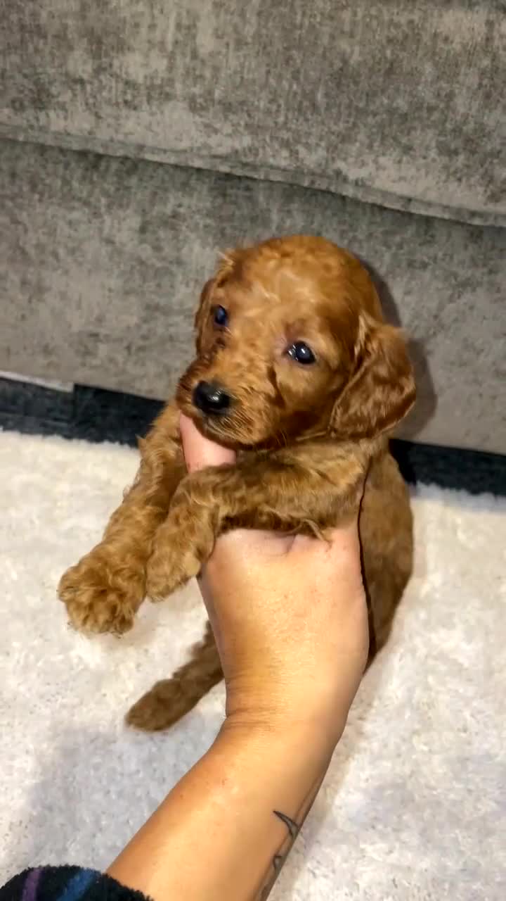 Cockapoo dogs for sale: 🌟 Reserved 🌟 - Video 2
