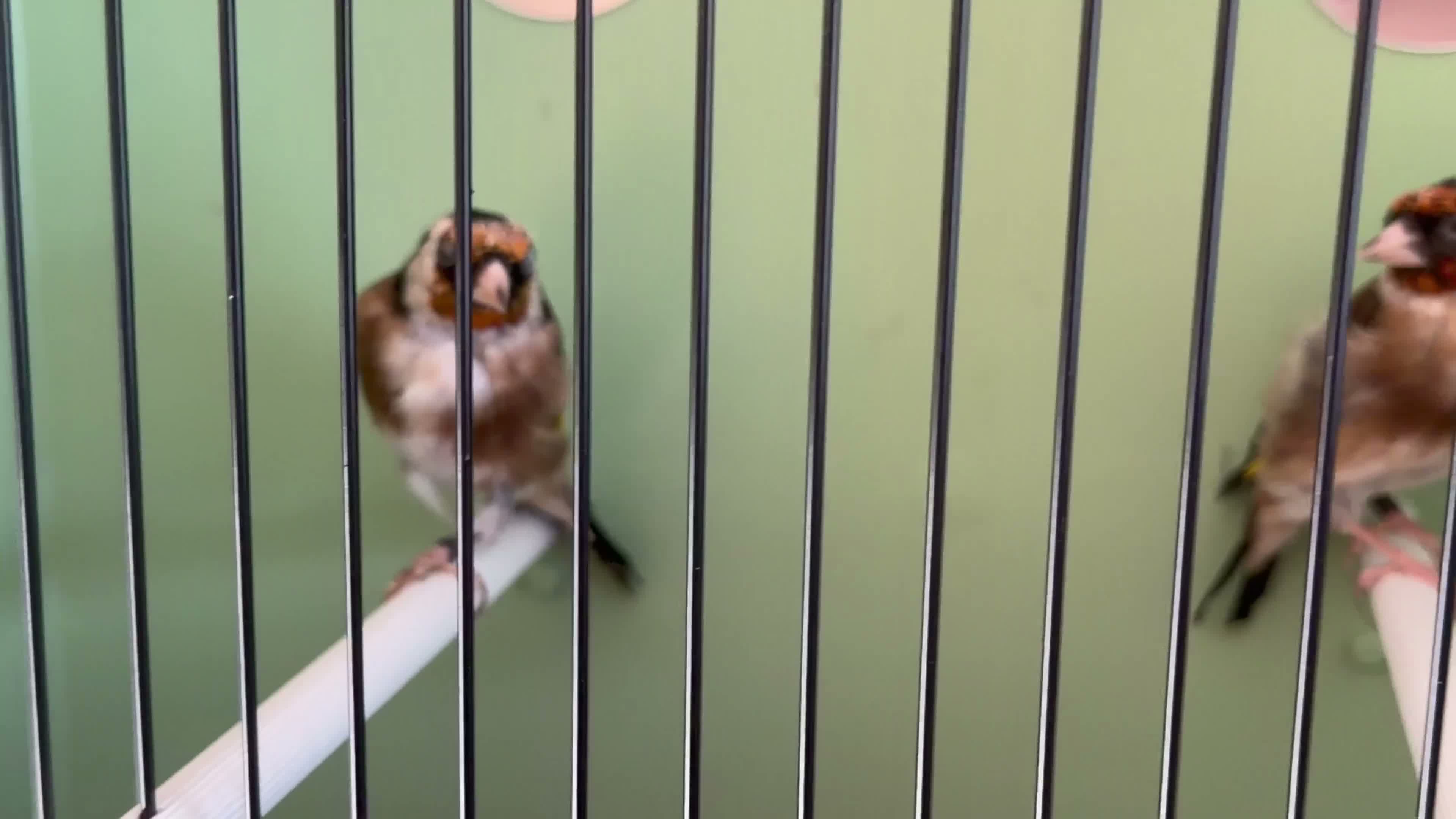 Finches birds for sale: Proven goldfinch pair bbc - Video 1