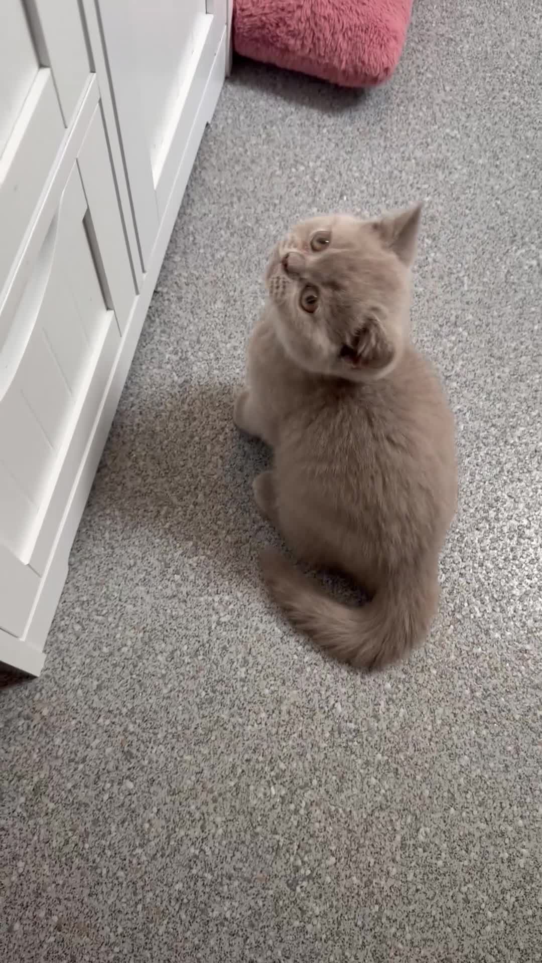 British Shorthair cats for sale: British shorthair  - Video 1