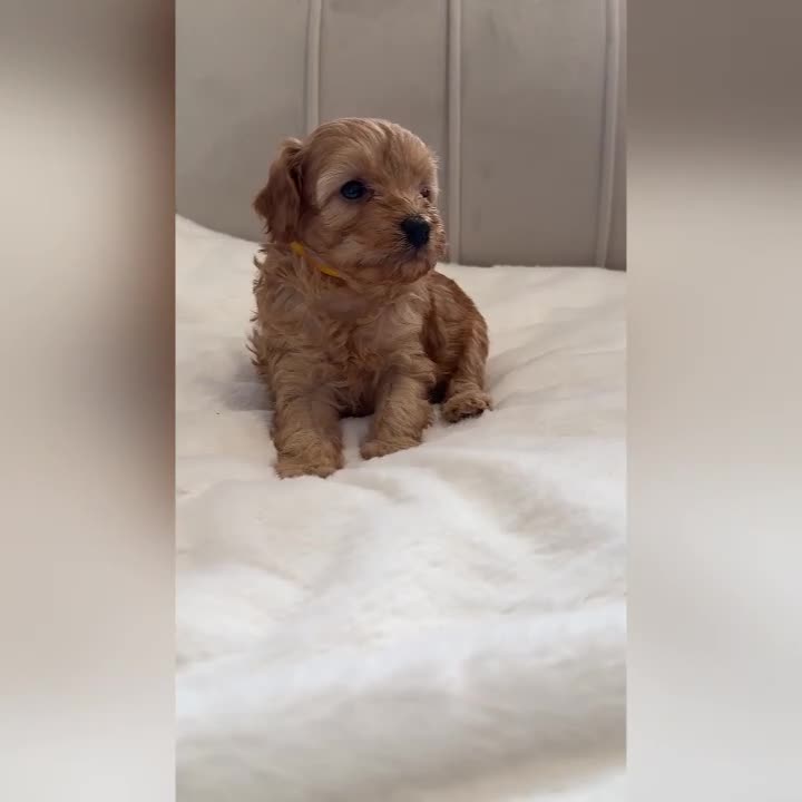 Cavapoo dogs for sale: Dream Cavapoo puppies, DNA Clear, Home Raised - Video 5