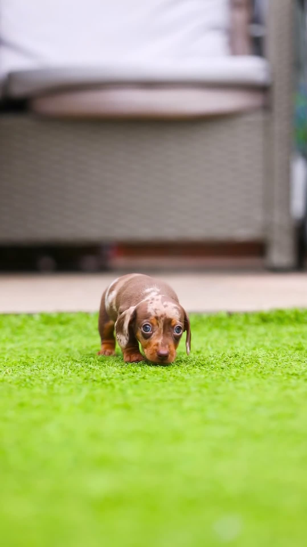 Miniature Dachshund dogs for sale: Top Tier Miniature Dachshunds available!! 😍🤩 - Video 2