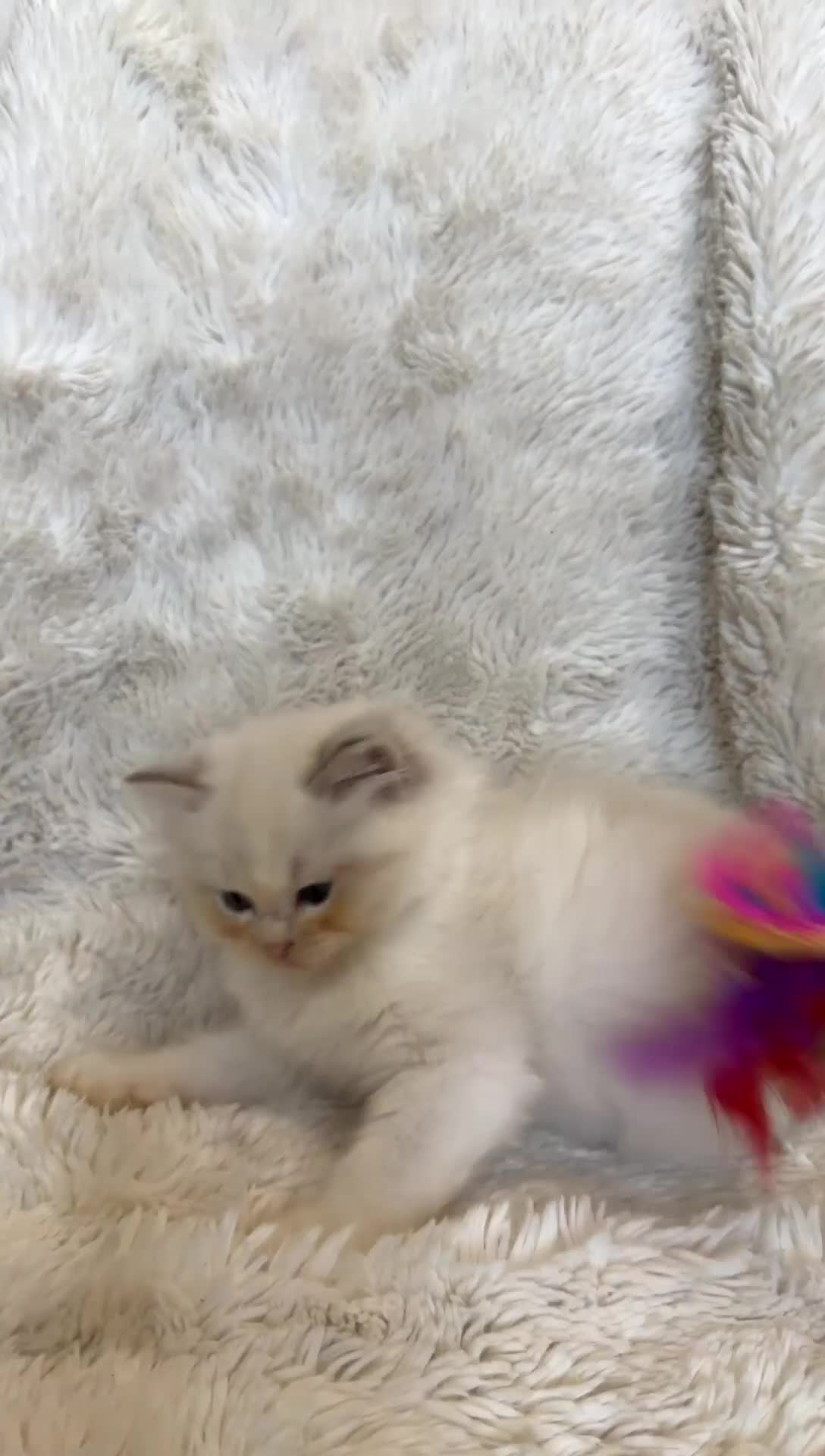 Ragdoll cats for sale: Female Blue Bi Colour and Kittens in Birmingham - Video 3