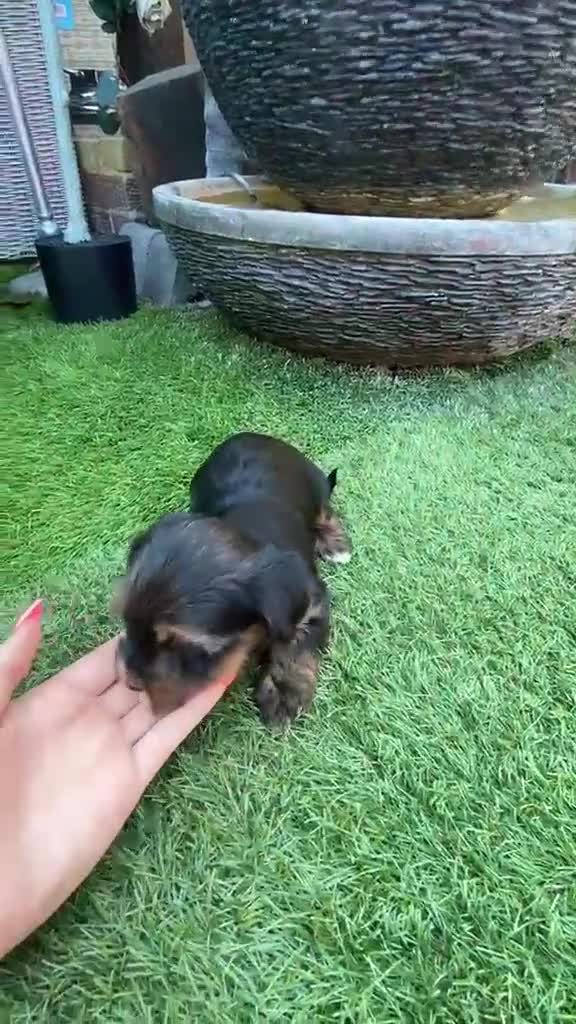 Yorkshire Terrier dogs for sale: Yorkie Biewer - Video 1