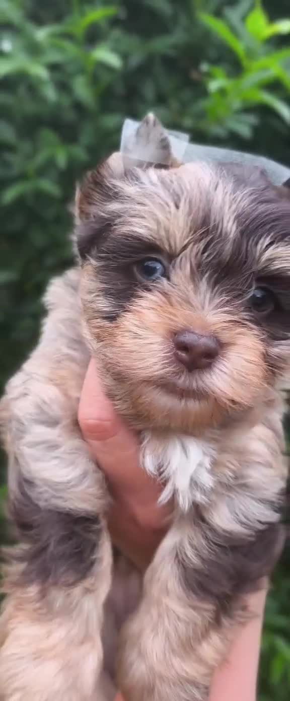 Yorkshire Terrier dogs for sale: Chocolatemerle Yorkie Boy left  - Video 2
