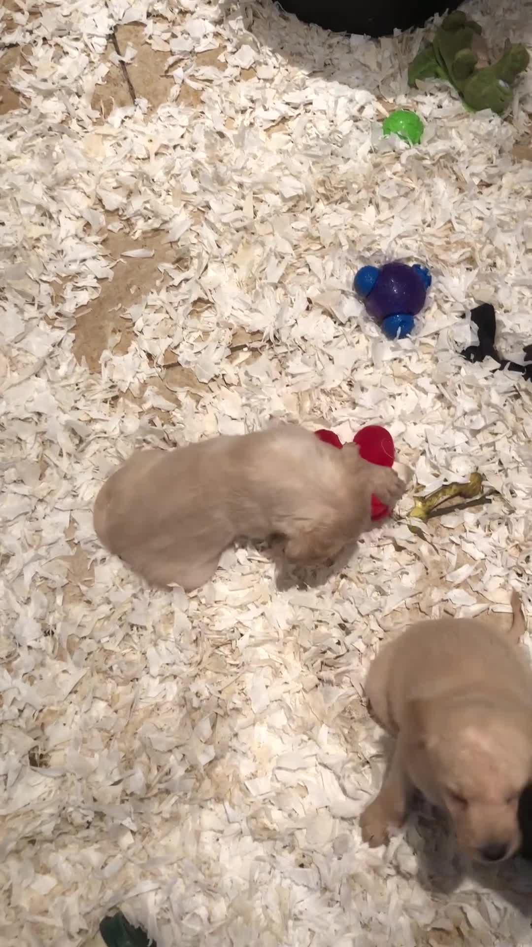 Labradoodle dogs for sale: READY NOW TOP QUALITY Standard F1 Labradoodles - Video 1