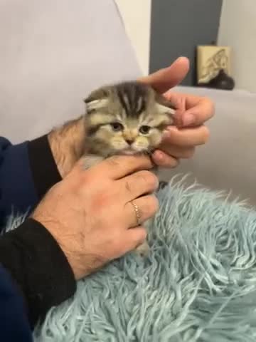 Scottish Fold cats for sale: Kitten Scottish fold - Video 1