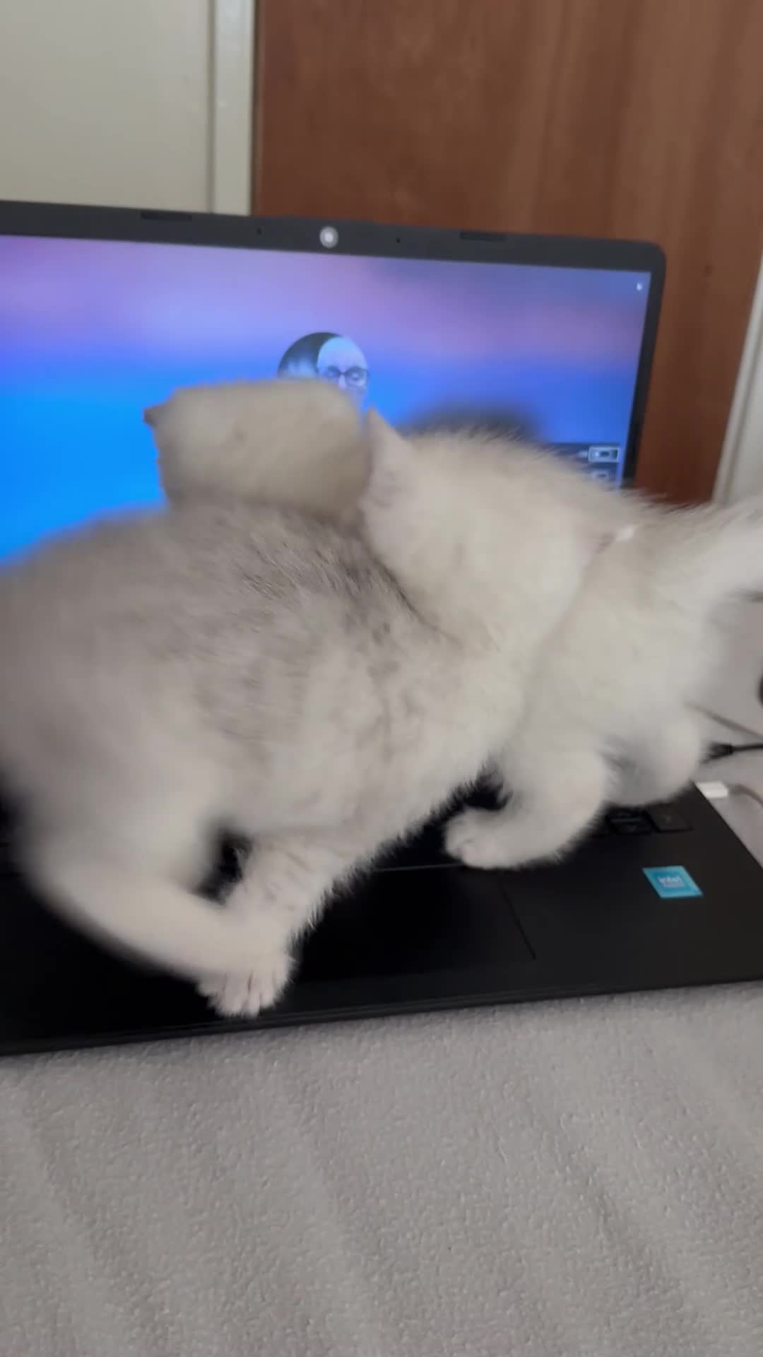 British Shorthair cats for sale: 1 Girl Left - British Shorthair Silver Kittens - Video 1